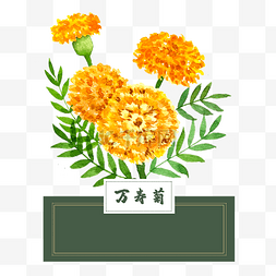 精油秋季图片_花类中草药万寿菊水彩菊花