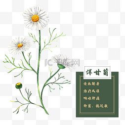 精油秋季图片_洋甘菊花类中草药水彩植物