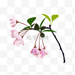 中国风花卉粉色海棠花