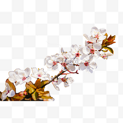春天白色红李花植物摄影
