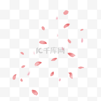 飘落的樱花瓣
