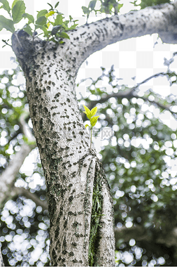 一枝大树干上长满了嫩芽