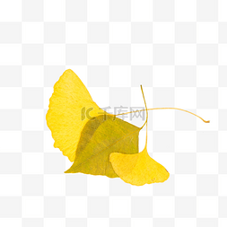植物图片_黄色树叶叶子