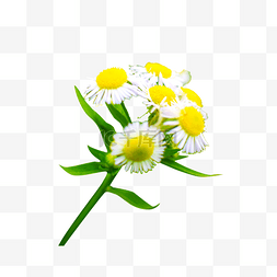 黄色盛开的花朵元素