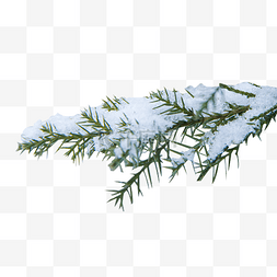 冬天落满积雪的柏树枝