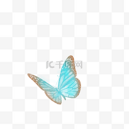 飞翔的蝴蝶图片_蓝色的蝴蝶免抠图