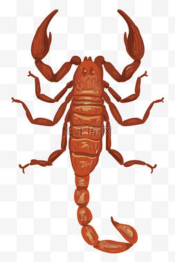 红色蝎子昆虫