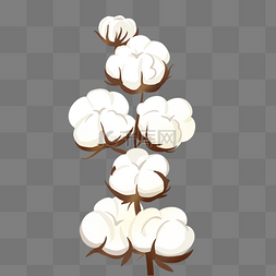 棉花矢量植物白色