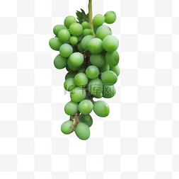 一串绿色葡萄