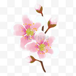 桃花横图图片_桃花花朵植物