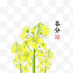 田园黄色图片_二十四节气春分黄花菜