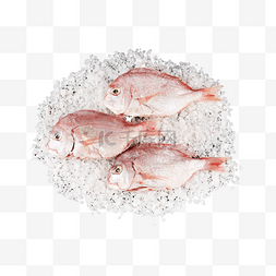 冰镇食品图片_红立鱼水产食材