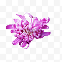 秋菊紫色菊花