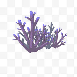 动植物图片_一组紫色珊瑚