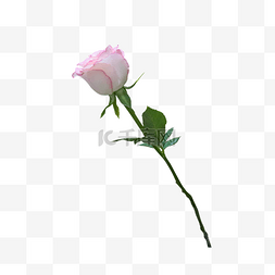 双色粉白玫瑰花