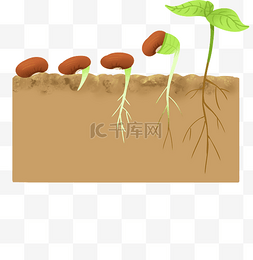 绿色植物发芽图片_植物生长过程