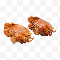 煮熟食物螃蟹大闸蟹