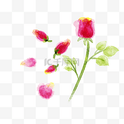 玫瑰花蕾图片_玫瑰花蕾植物