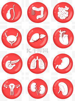 豆腐炖大肠图片_人体重要的器官内脏身体红色