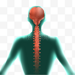 绿色人体系统脊椎
