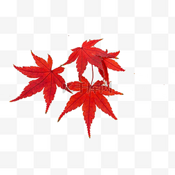 树叶图片_秋天红色枫树叶