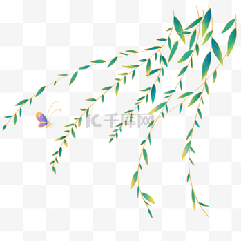 春分节气柳树柳叶春天