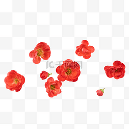 红色腊梅花朵花骨朵