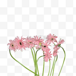 粉红色非洲菊