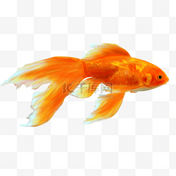 动物图片_红色金鱼水生动物