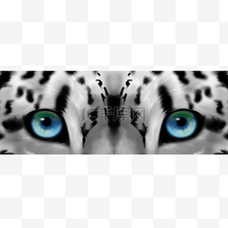 野生动物老虎眼睛