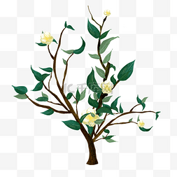 一颗开花的茶树