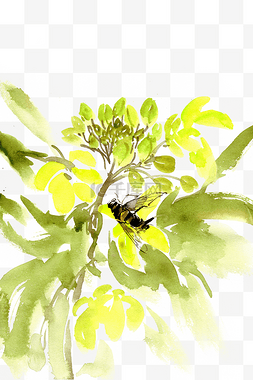 采蜜蜜蜂图片_油菜花与蜜蜂