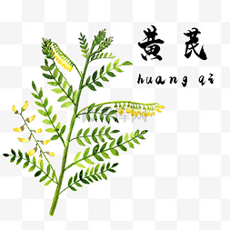 手绘彩色中药黄芪药材