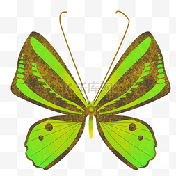 精美的绿色蝴蝶插画