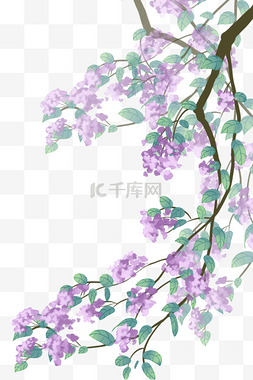 紫色背景　图片_紫色古风花紫荆花