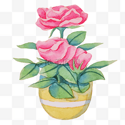 盆栽玫瑰蔷薇植物