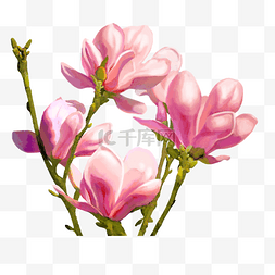 绘植物花卉粉红色玉兰花