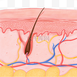 皮肤组织表皮肌肤毛孔毛囊结构