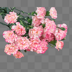 母亲节图片_康乃馨花束植物花朵鲜花