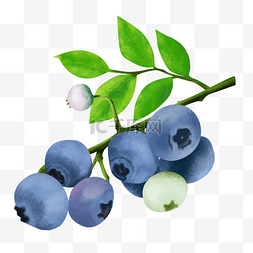 蓝莓枝写实水彩插画