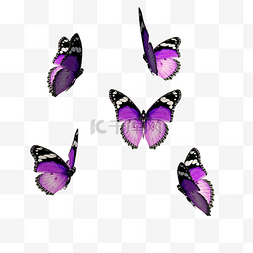 一组紫色蝴蝶飞舞