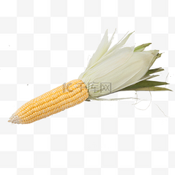 免抠图蔬菜图片_新鲜的玉米免抠图