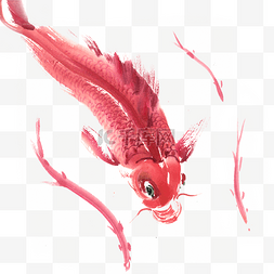 中国风红色的鲤鱼