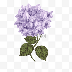 手绘淡紫色的绣球花
