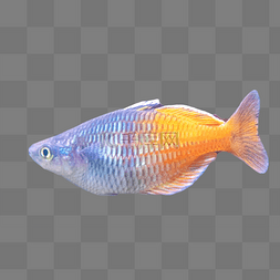 鱼热带鱼