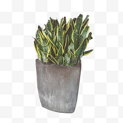 水泥花盆植物