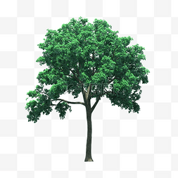 psd树图片_绿色的树PNG免抠