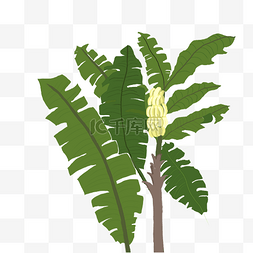 芭蕉树叶子卡通手绘