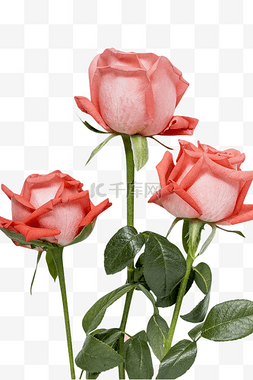 粉色玫瑰玫瑰图片_情人节玫瑰粉色