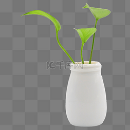 白色简约植物图片_简约清新白色花瓶植物叶子